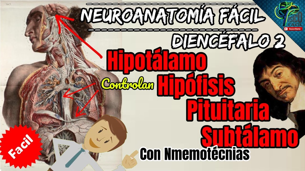 APRENDE EL DIENCEFALO 2 (HIPOTALAMO, HIPOFISIS, PITUITARIA Y SUBTALAMO), FACIL Y BIEN EXPLICADO!