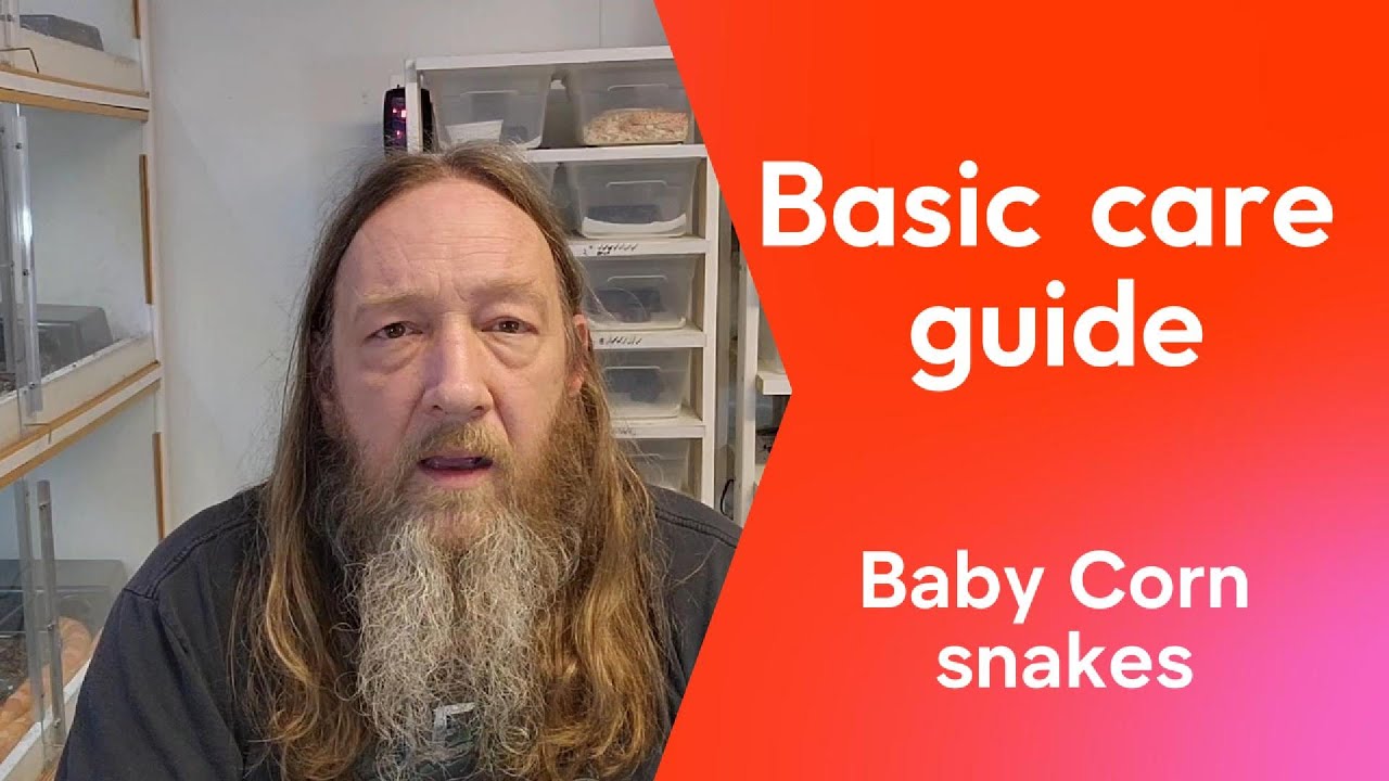 Baby corn snake care guide