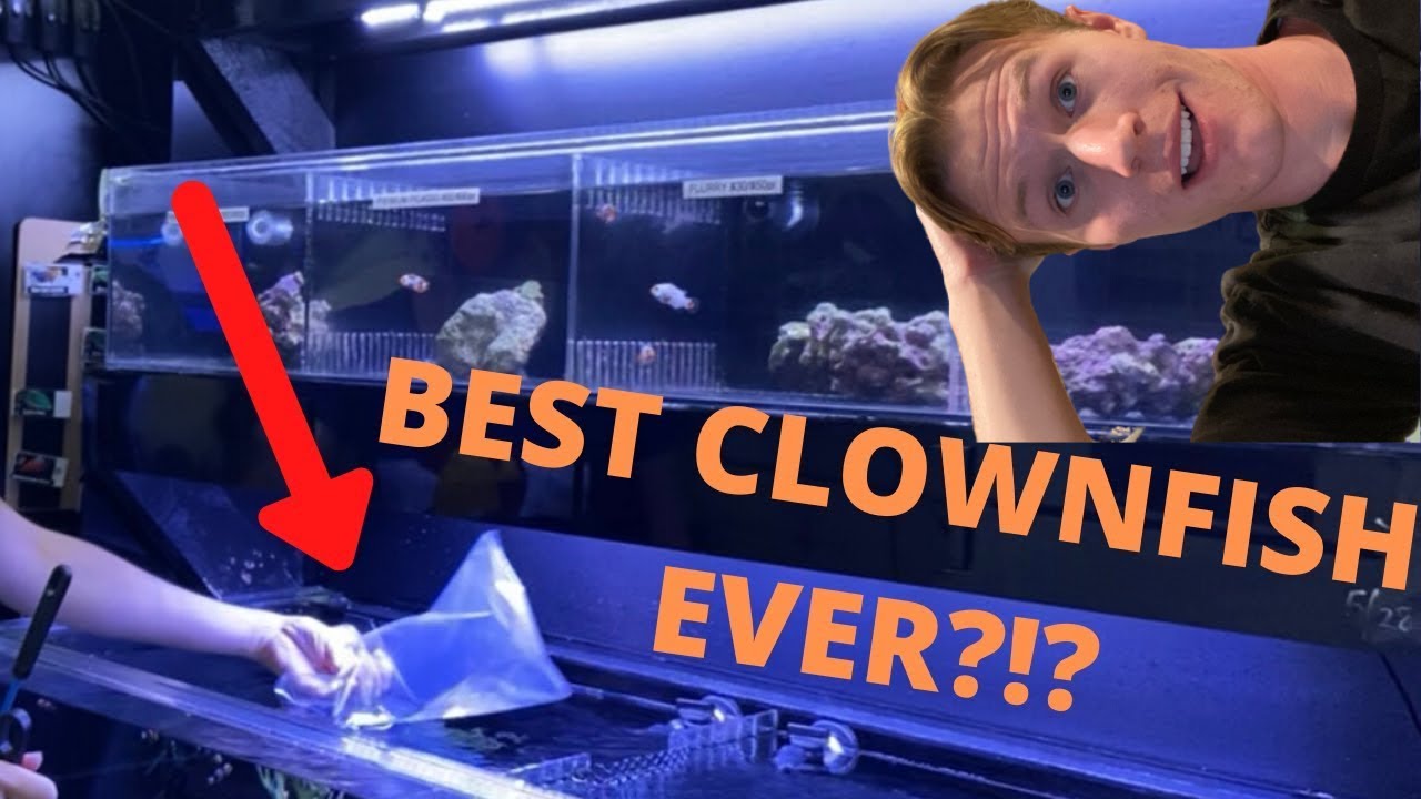 Clownfish Tanks - How to Get the Best Clownfish For Your Tank
