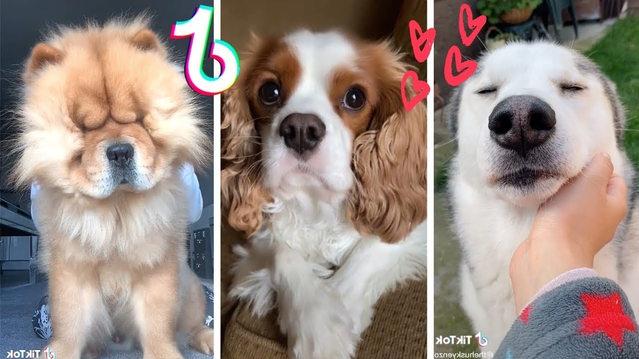 Dogs Funny cute  Compilation Tiktok 2021 #7