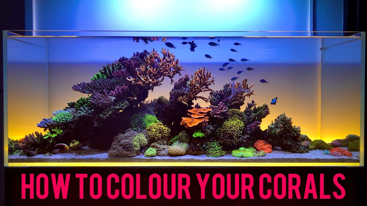 How to Colour Your Corals - Nitrate, Phosphate and Carbon Dosing for Healthy Corals