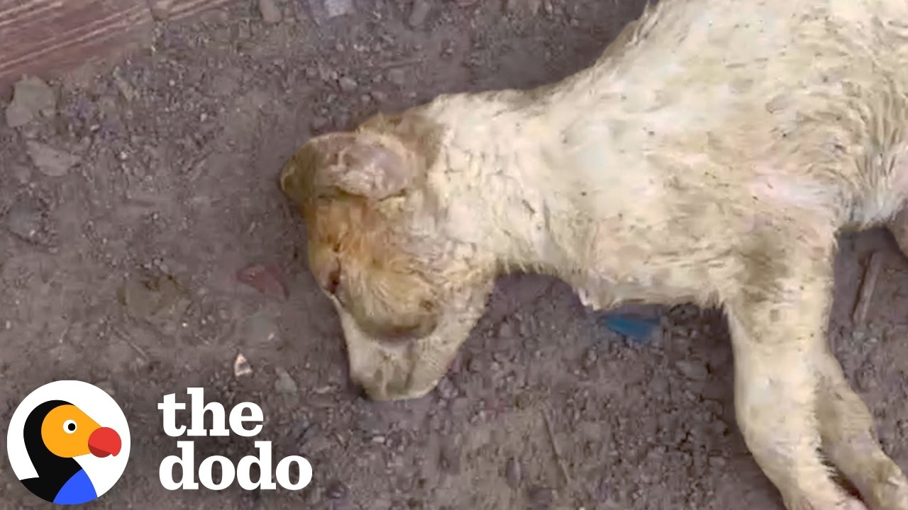 Брошенная на улице умирать собака обретает новую жизнь в Германии | The Dodo