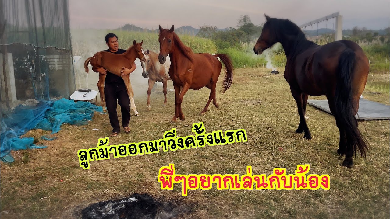 ลูกม้าออกวิ่งครั้งแรก พี่ๆพากันรุมอยากเล่นกับม้าน้อย มัจฉาจอมป่วน Maesot  Ep.234