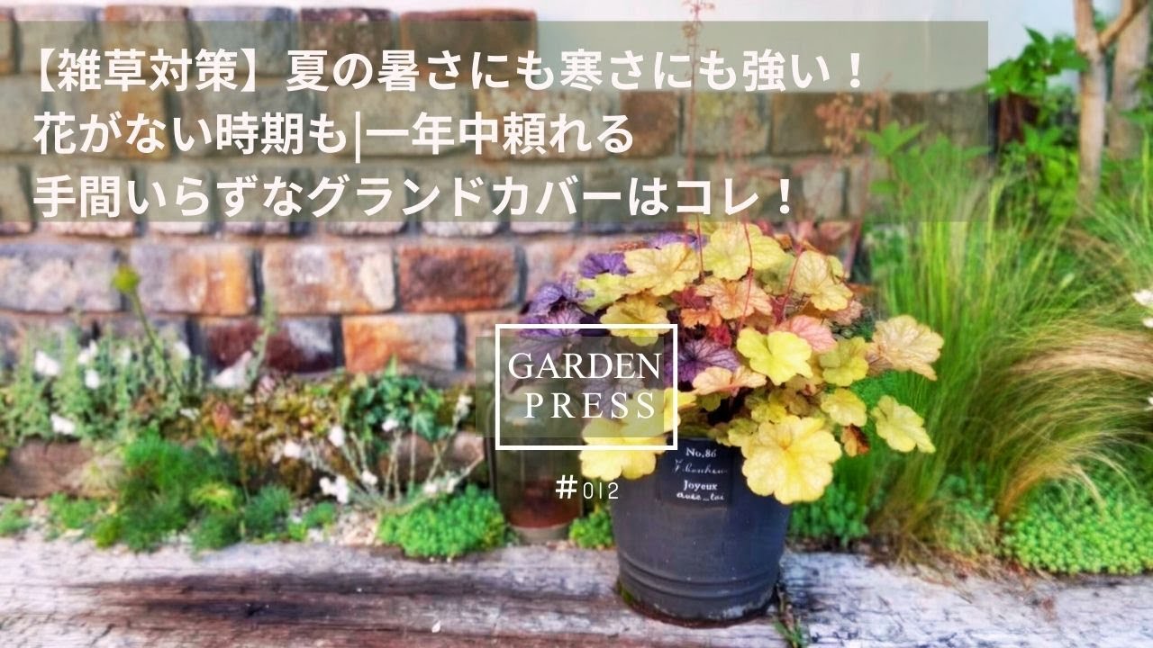 【雑草対策】夏の暑さにも寒さにも強い！花がない時期も|一年中頼れる手間いらずなグランドカバーはコレ！|なぜオススメなのか育ててみて分かった3つの魅力も|寄せ植え|ガーデニング｜pwスーパーアンバサダー