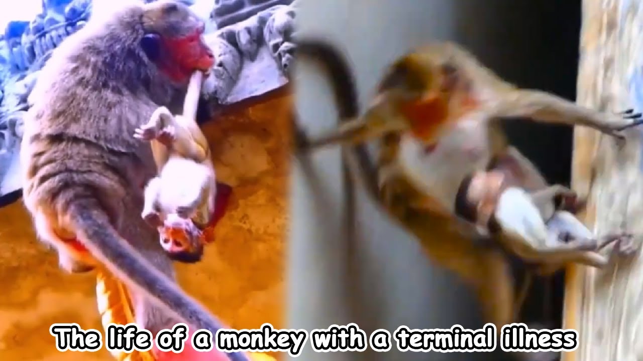 The baby monkey was seriously ill. The situation was getting worse.