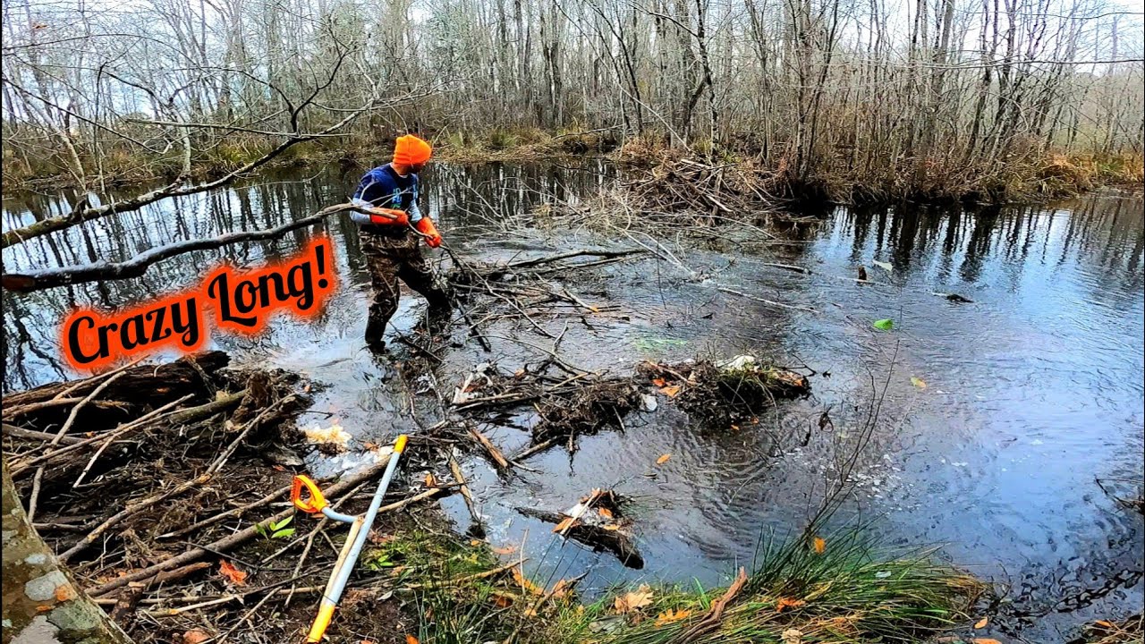 Beavers Used Full Trees! 🤯 || Beaver Dam Removal In Beaver Chair Dam Area S1 EP.7!