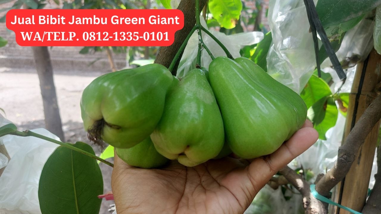 JUAL BIBIT JAMBU GREEN GIANT ASAL CANGKOK. WA/TELP. 0812-1335-0101