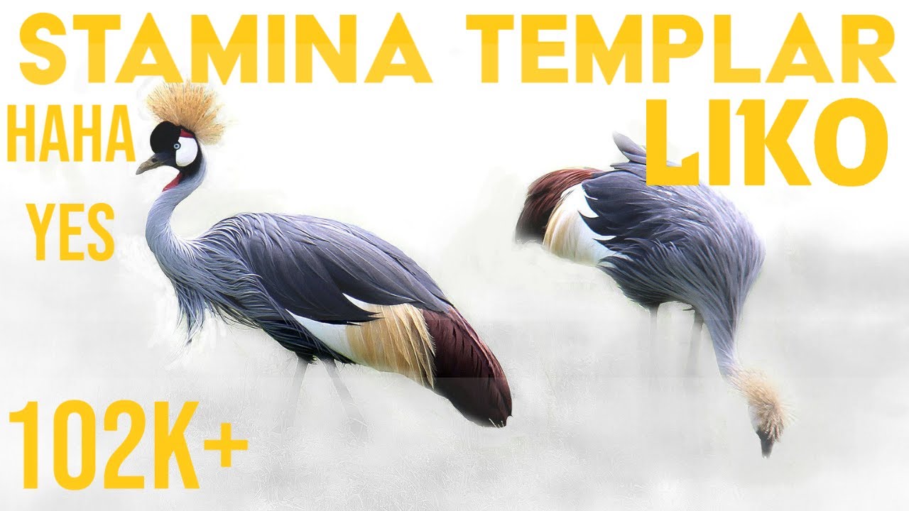 🔆 Stamina Templar 🔆 PVE Builds | 102k+ | ESO - Blackwood | Elder Scrolls Online
