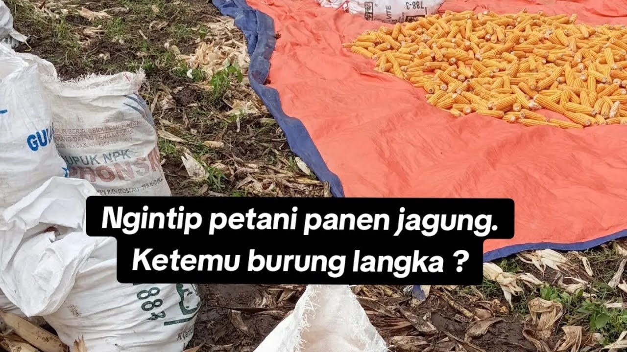 Ngintip petani panen jagung. Tiba-tiba ketemu burung langka. #pedesaan #pesawahan #panen #jagung 