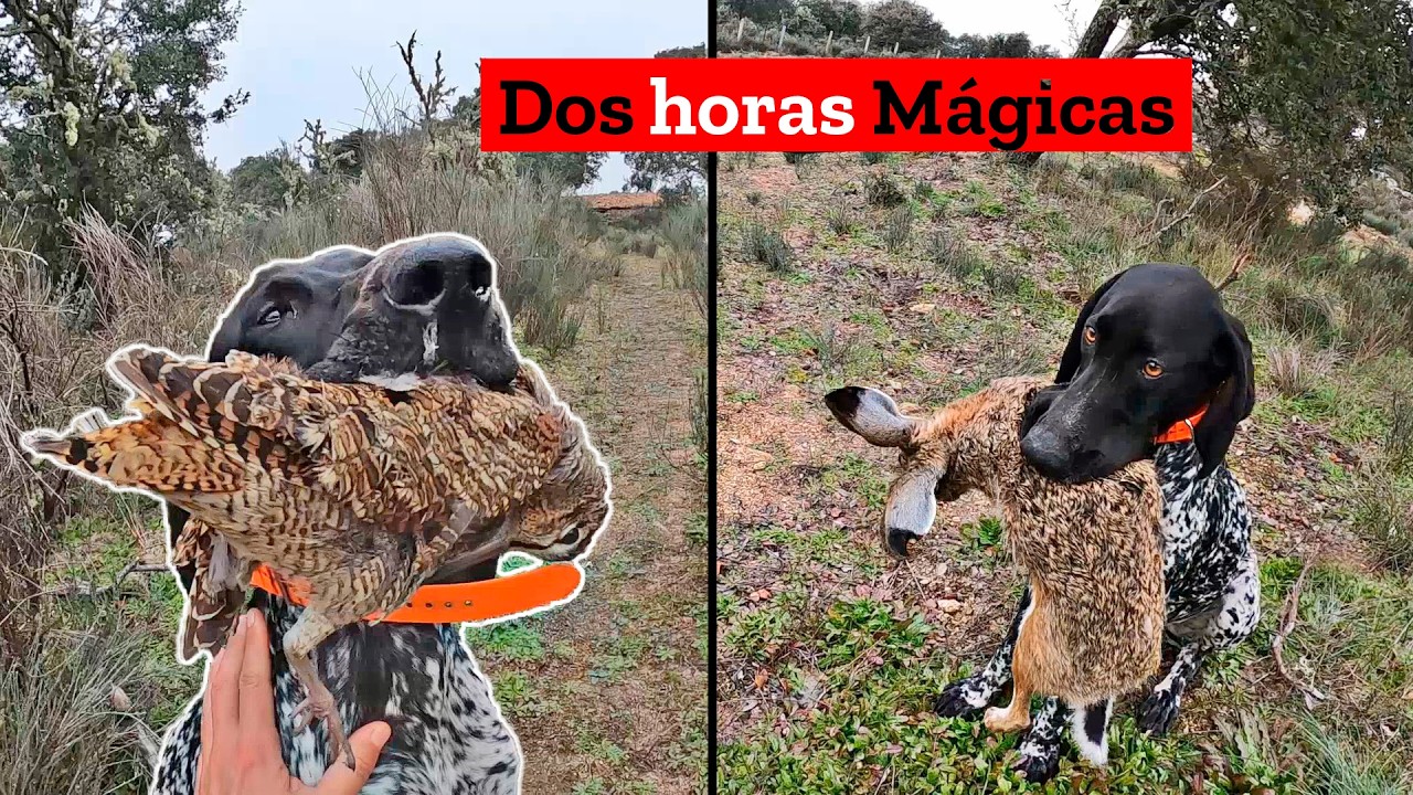 Caza de Becadas y Liebres 🔥&iexcl;𝗤𝘂𝗲 𝗽𝗮𝘀𝗮𝗱𝗮 𝘃𝗶𝘃𝗶𝗿 𝗹𝗮𝗻𝗰𝗲𝘀 𝗮𝘀&iacute;!🔥