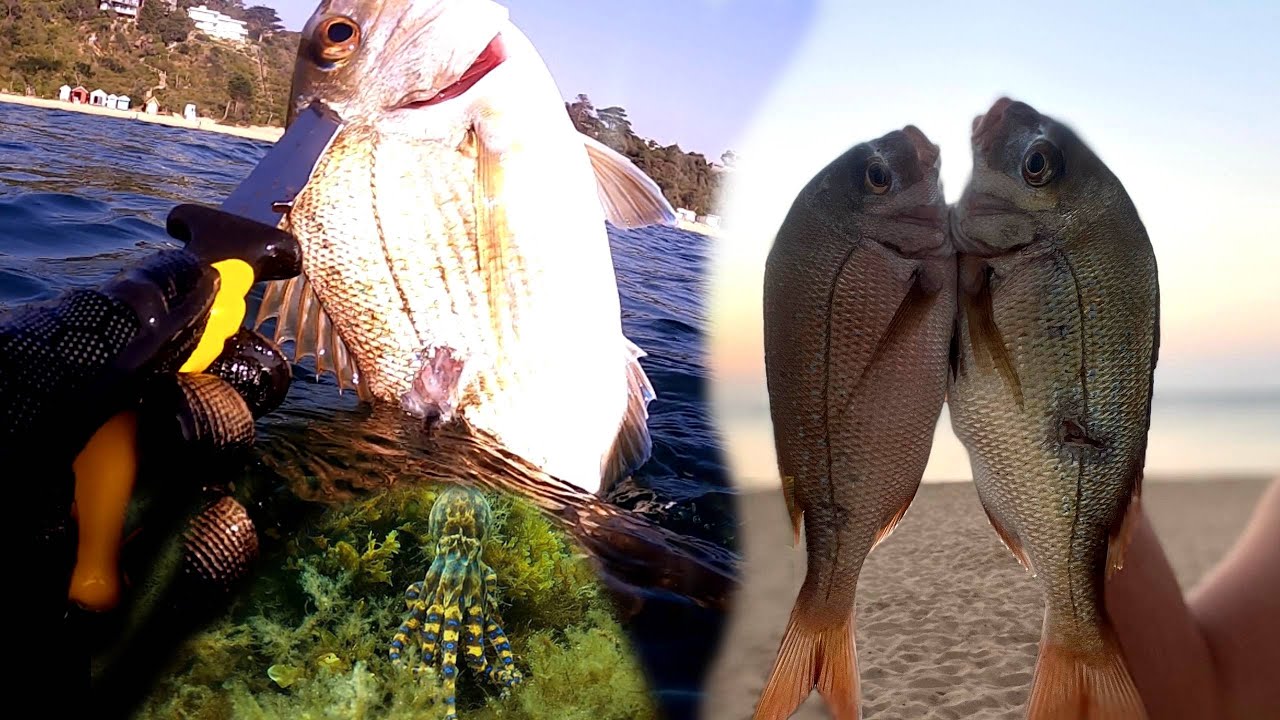 CRAZY BLUE RING OCTOPUS ENCOUNTER while spearfishing SNAPPER in port phillip bay (catch n cook).