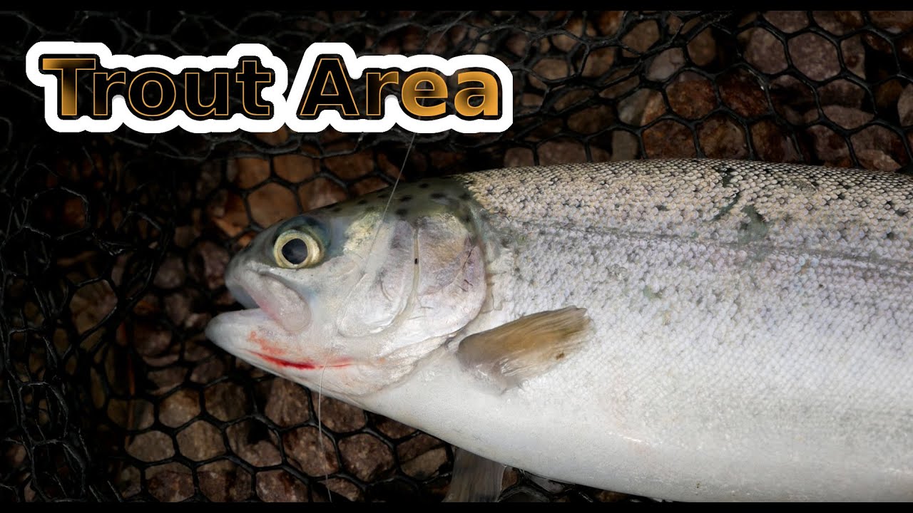 TROUT AREA |PikaPika | Pstrągi Tęczowe na spining !! Jakie Przynęty ? | Rainbow Trout