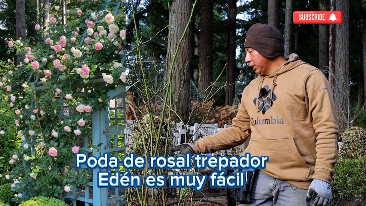 Como podar y amarrar rosal trepador Edén es muy fácil