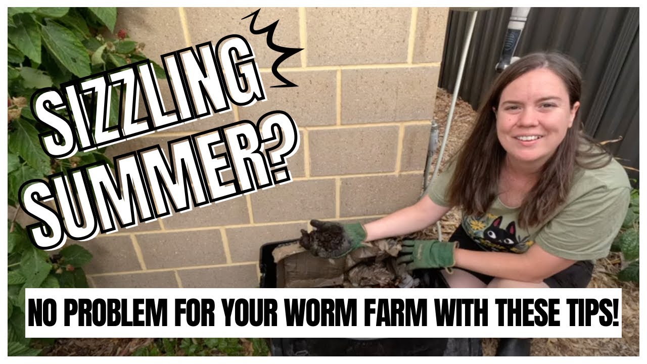 Keeping worms alive during summer | How to keep your worm farm cool and thriving.