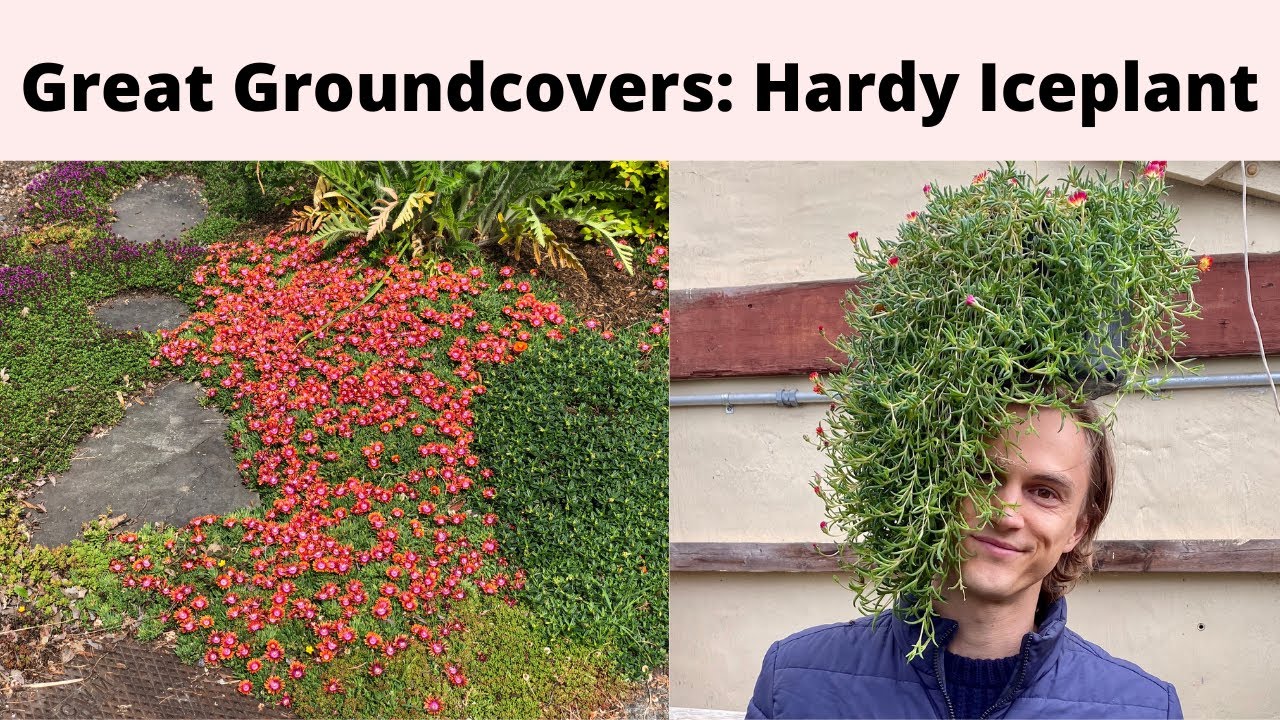 Great Groundcovers: HARDY FLOWERING ICE PLANT Delosperma spp