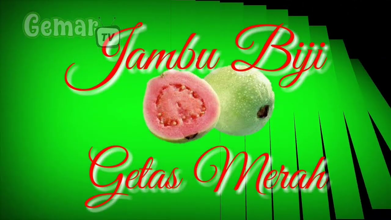 Review Jambu Getas Merah (Asal usul dan manfaat jambu getas merah)