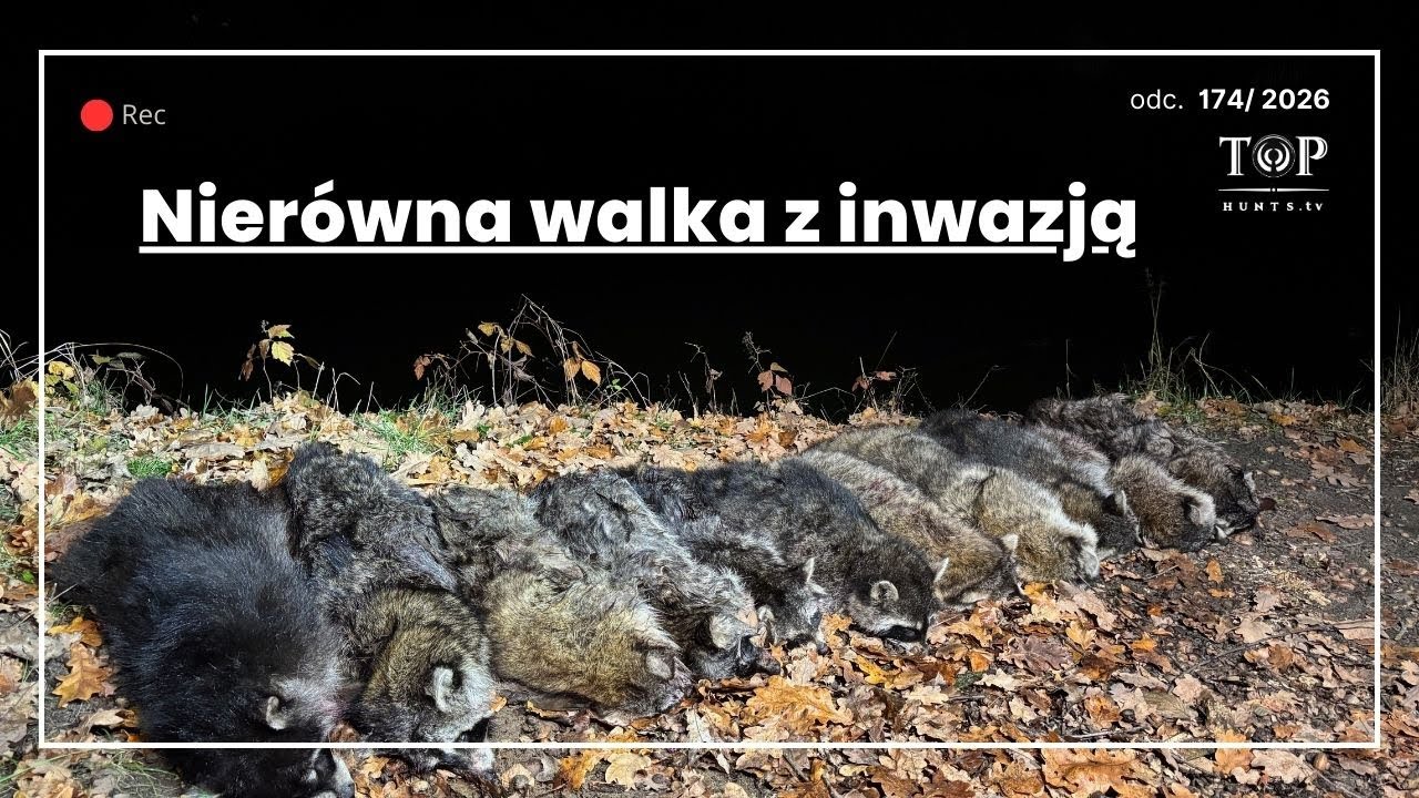 Polowanie na IGO  - czy wygramy z gatunkiem obcym?