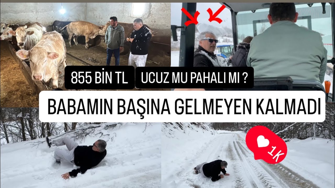 9 ADET KURBANLIK DÜVE ALMAK 2025 (PAZARLIK KARIŞTI)