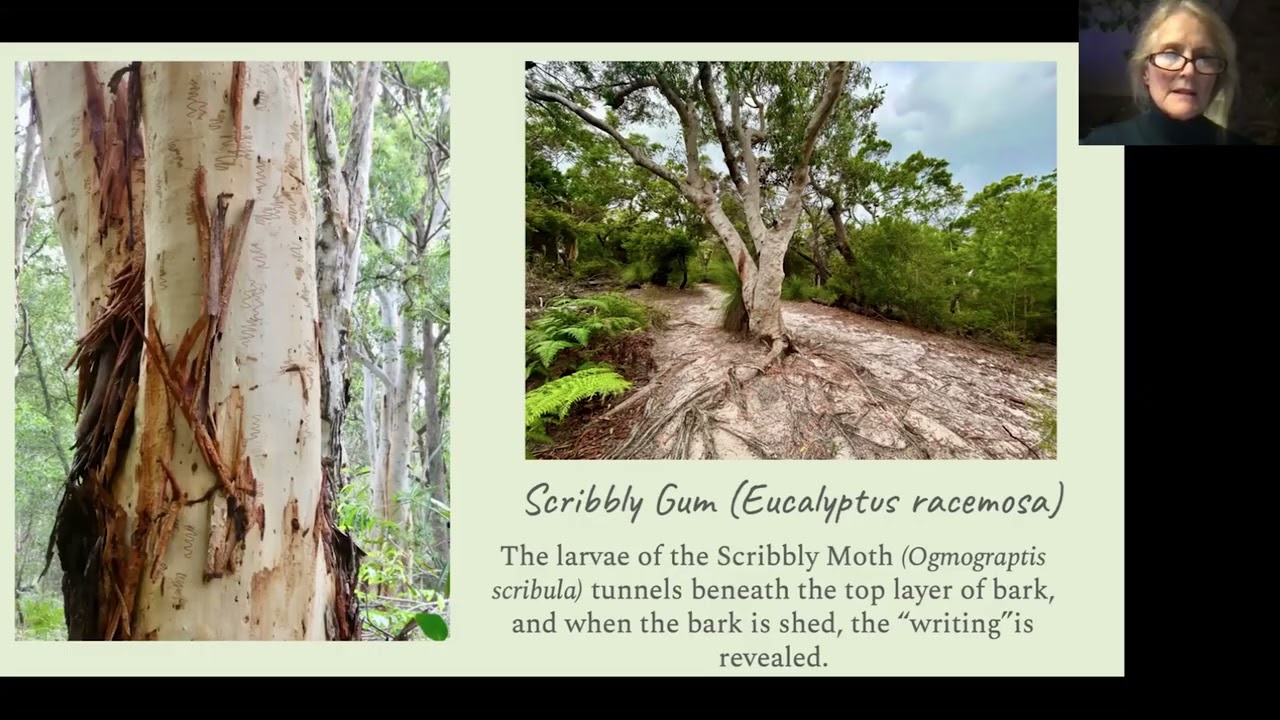 Sheila Pugsley Australia Pt 2