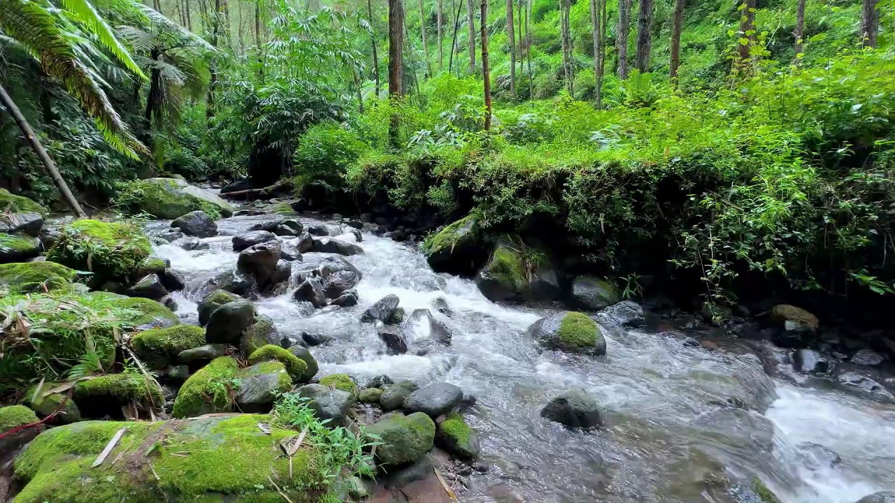 Soothing river sound in calm green forest night guiding deep sleep breathing and stress reduction