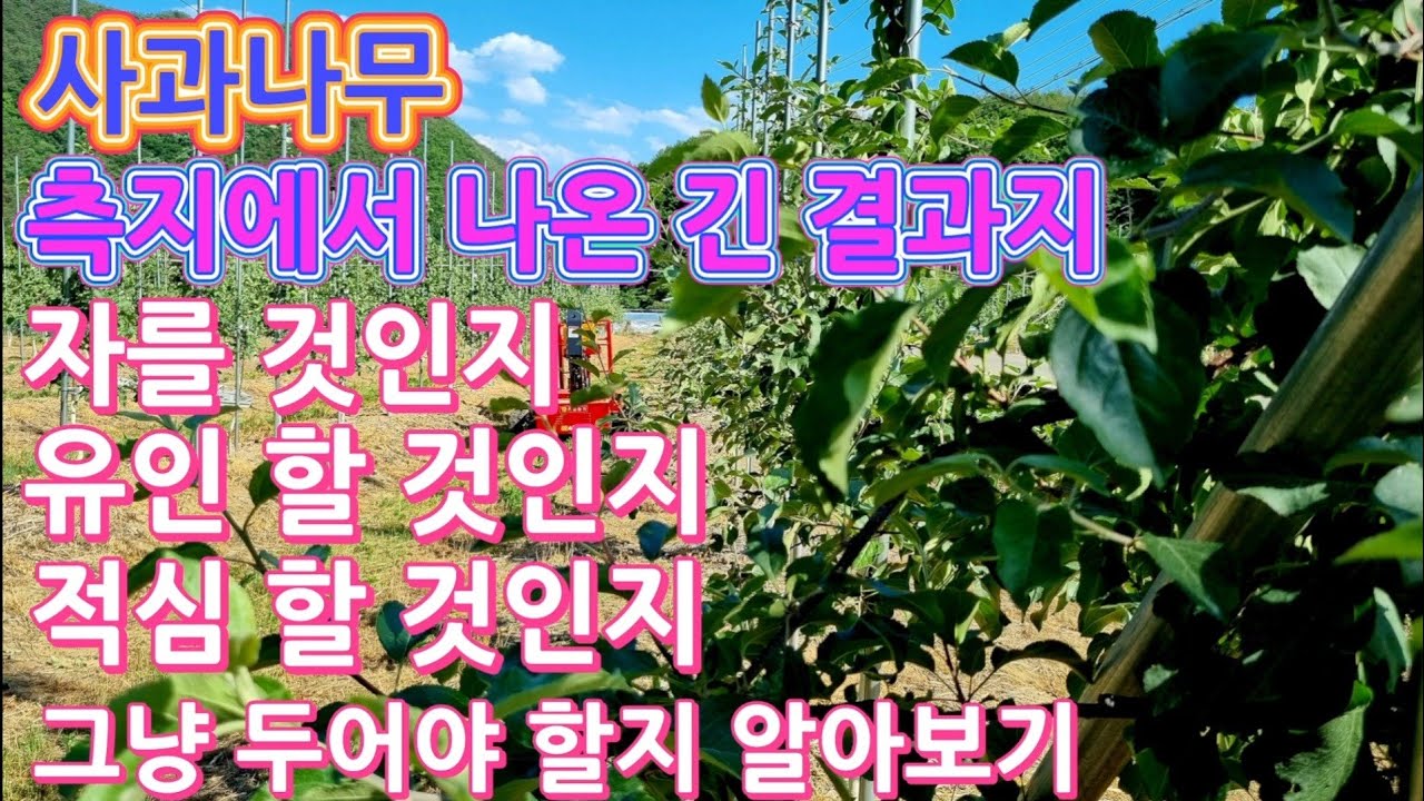 사과나무 결과지 관리방법/결과지 자를 것인지,유인 할 것인지,적심 할 것인지,그냥 두어야 할지 알아보기