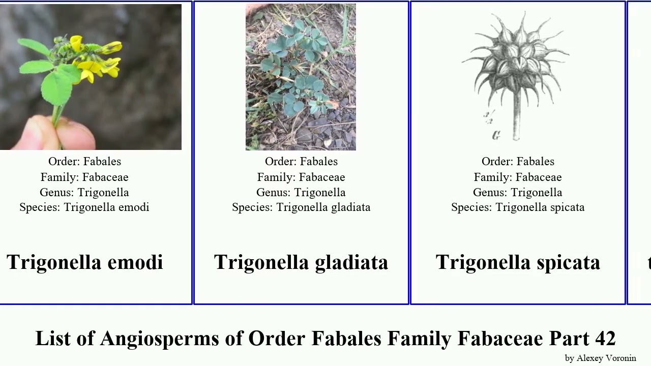 List of Angiosperms of Order Fabales Family Fabaceae Part 42 trifolium ulex milkvetch trigonella