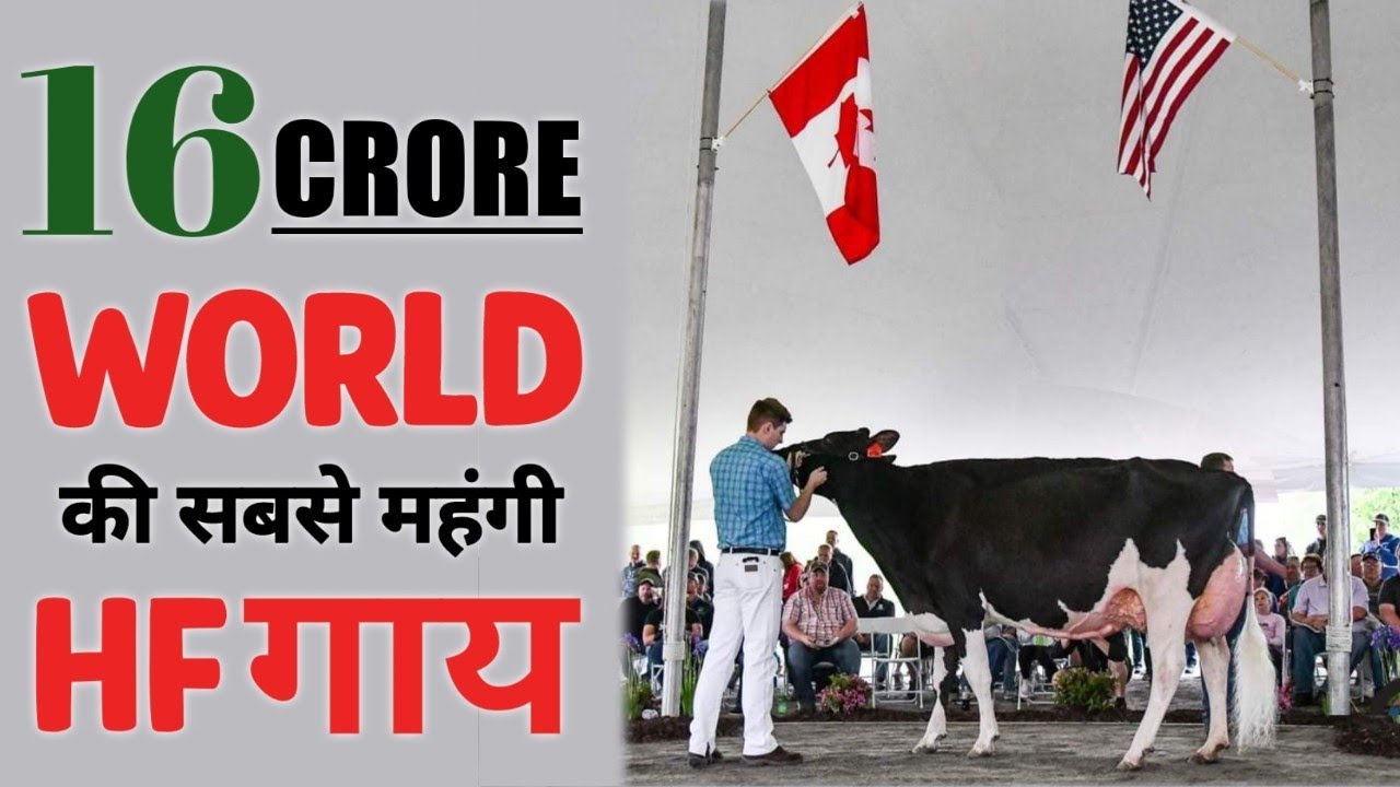 World Most Expensive Cow in 2022 || $1.925 million || Ex 96 Score ||