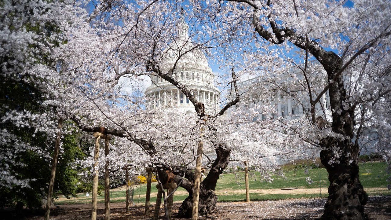 Unique Capitol Cherry Tree Preservation
