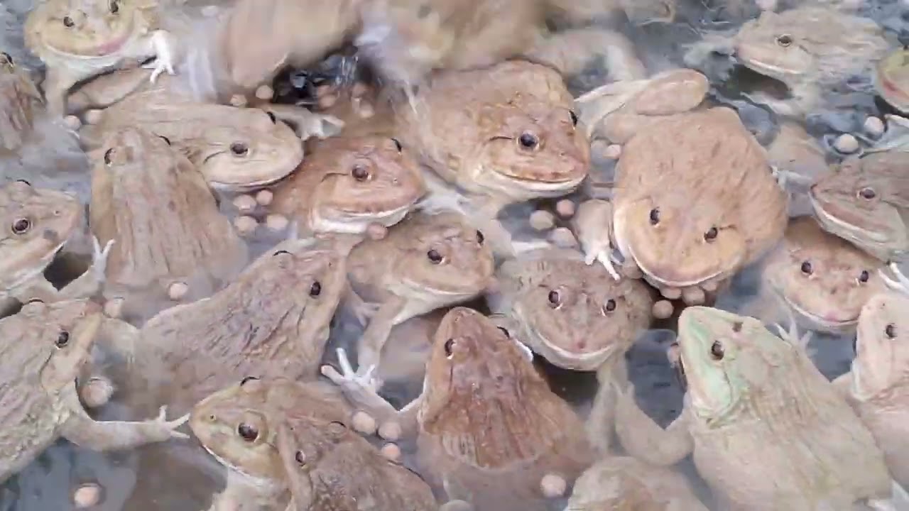 The mother frog breeds very large frogs to be bred next year.#homefrog 