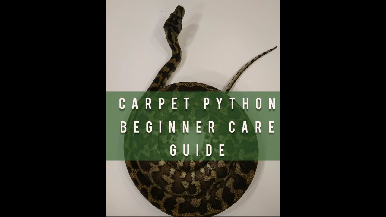 Carpet Python Beginner Care Guide
