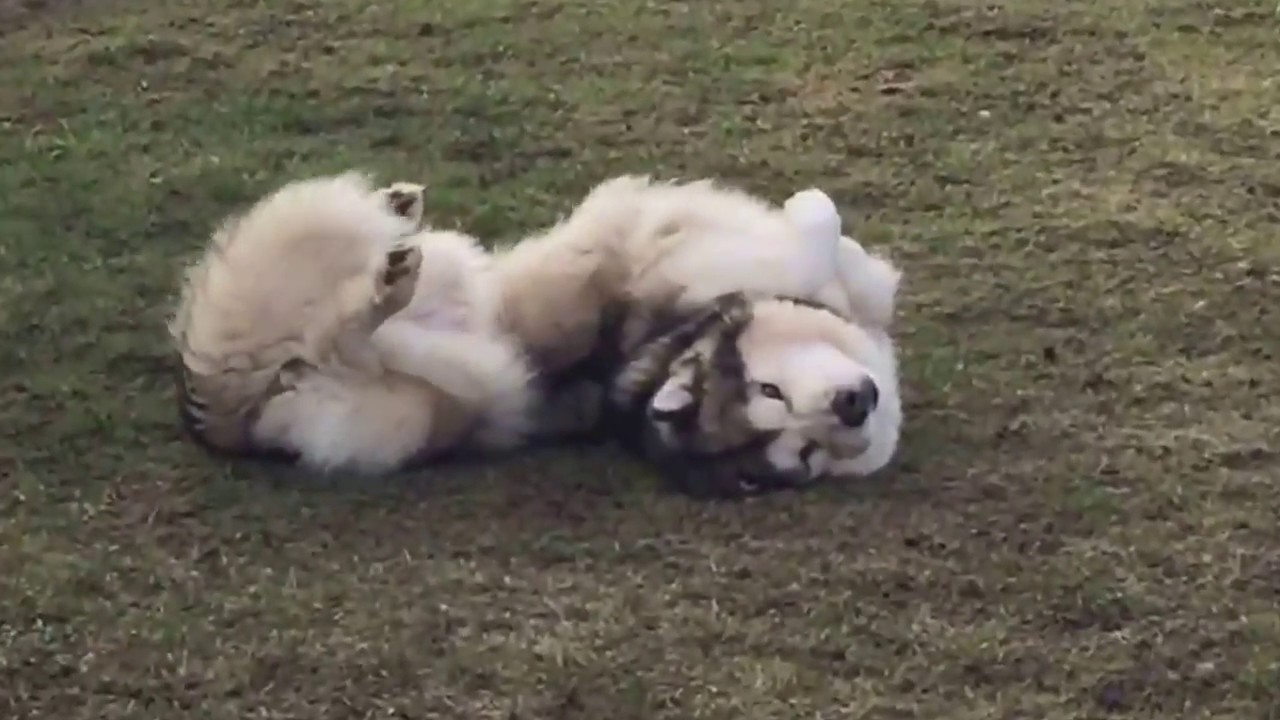 My Alaskan Mushers Secret being cute