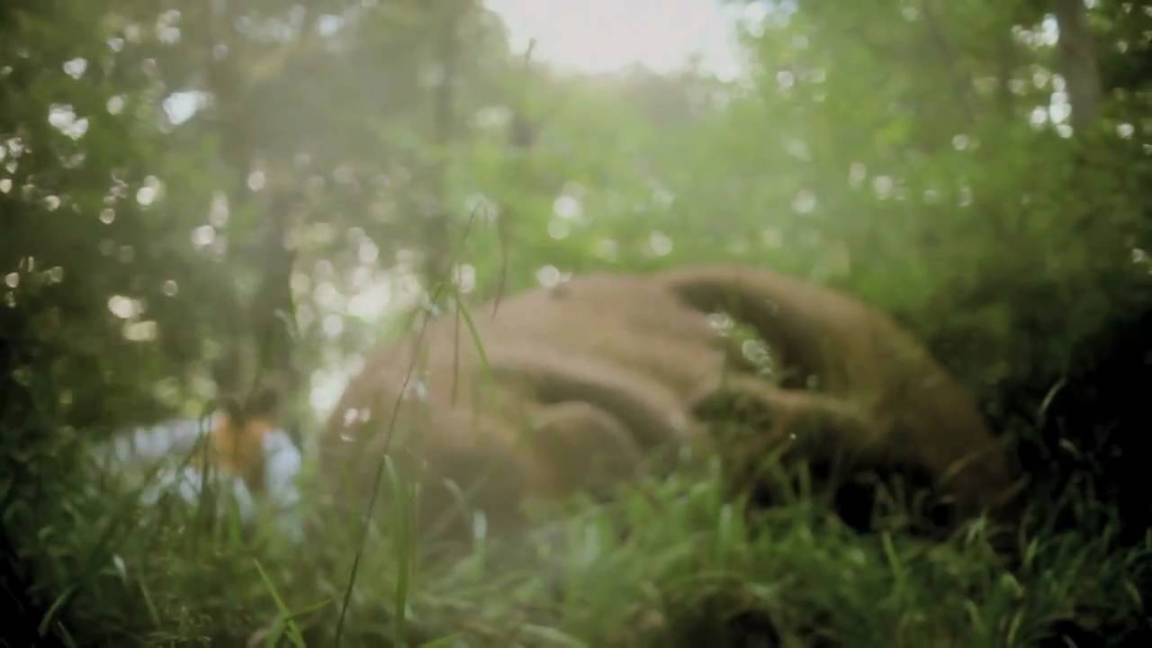 Yellow Horse