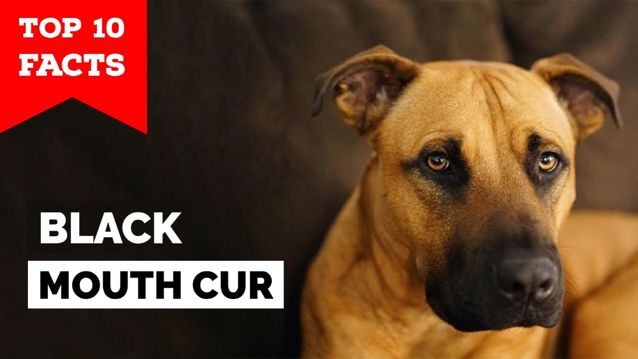 Black Mouth Cur - Top 10 Facts