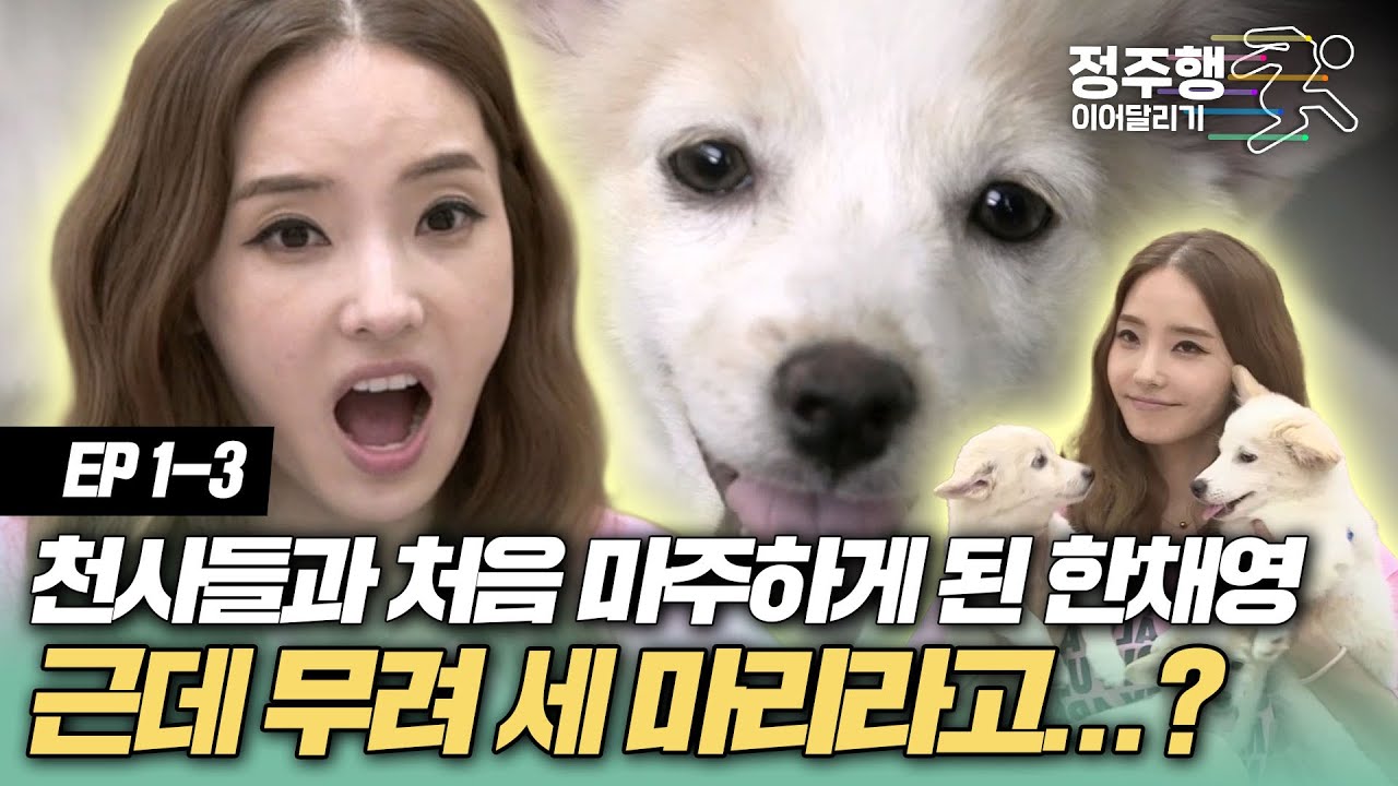 [#우리집에해피가왔다][1-3] 당황스러울 정도로 과분한 귀여움..? 한채영의 임시 보호 시작! #정주행_이어달리기
