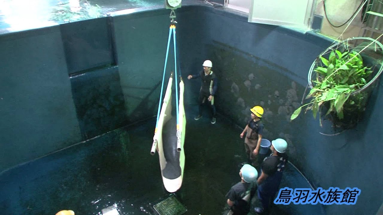 《鳥羽水族館》アフリカマナティーの体重測定と計測