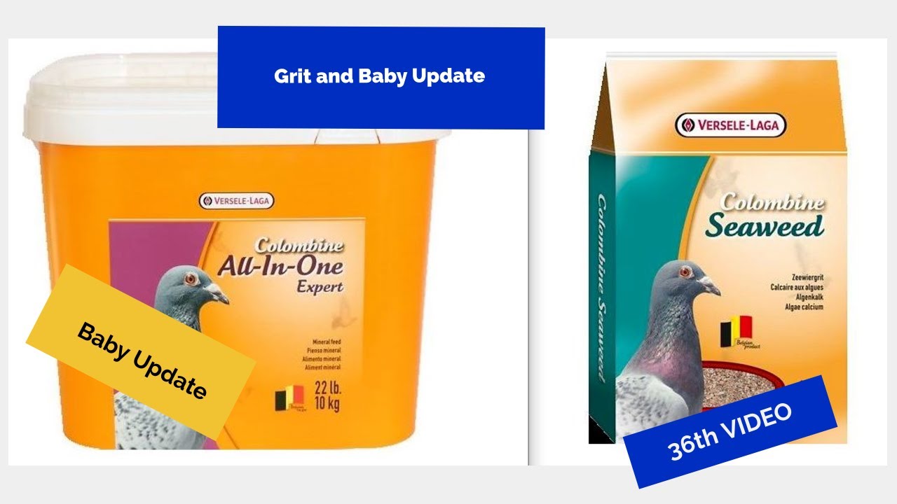 Update on the Babies and What I use for grit.