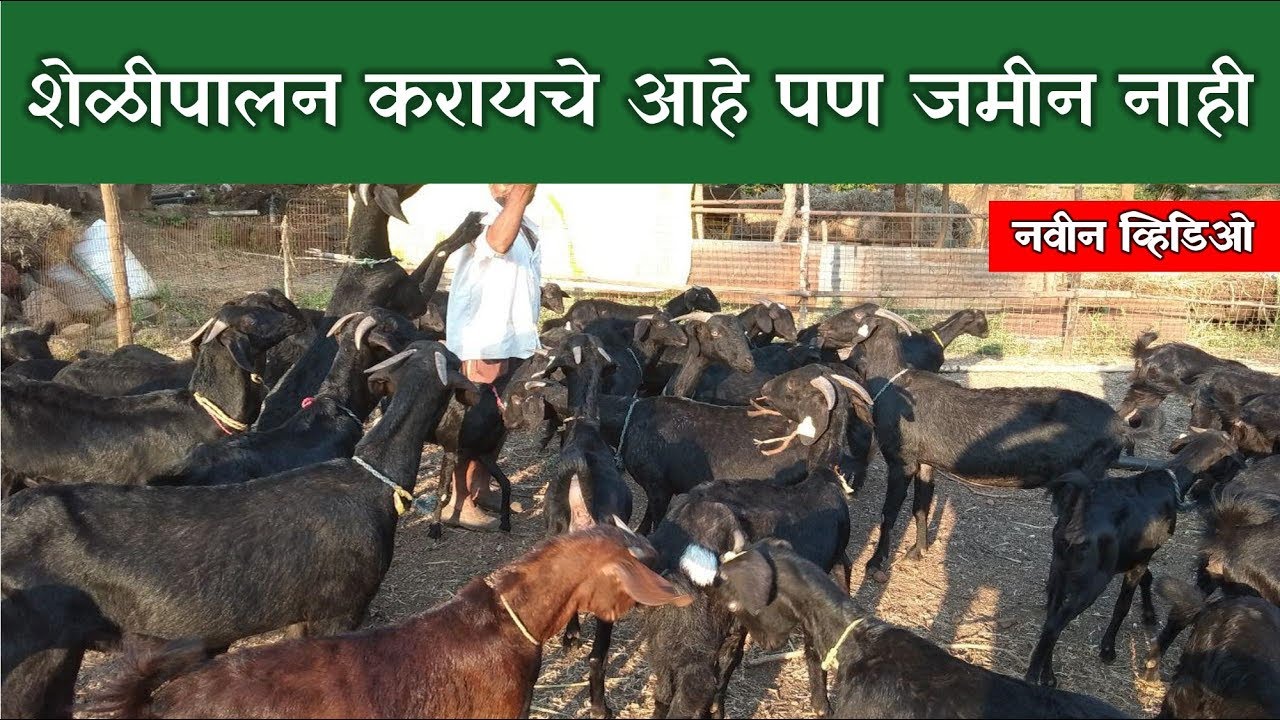 शेळीपालन करायचे आहे पण जमीन नाही | Commercial goat farming |🐐🌿🤔