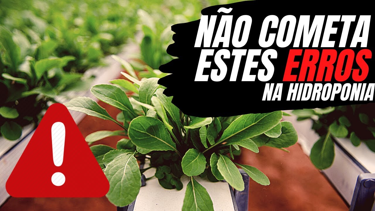 🚨 Principais erros dos Hidroponistas Iniciantes !!!
