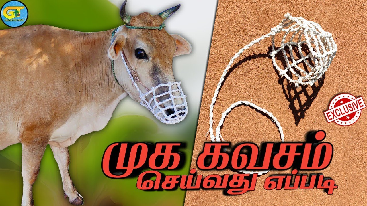 How to make cow face calf| மாட்டிற்கு முக கவசம் எப்படி பின்னுவது?