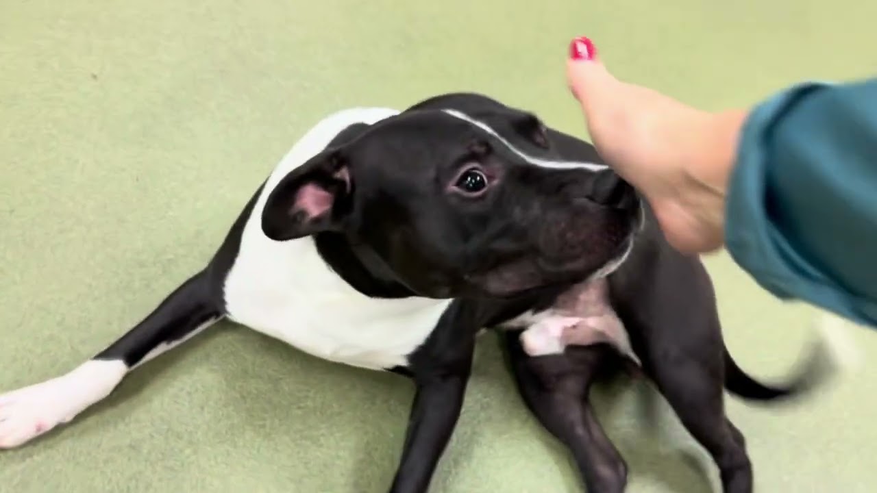 🩵ADOPTED🩵🆘URGENT🆘 Theo #A538834 #pitbull #morenovalley #adoptdontshop