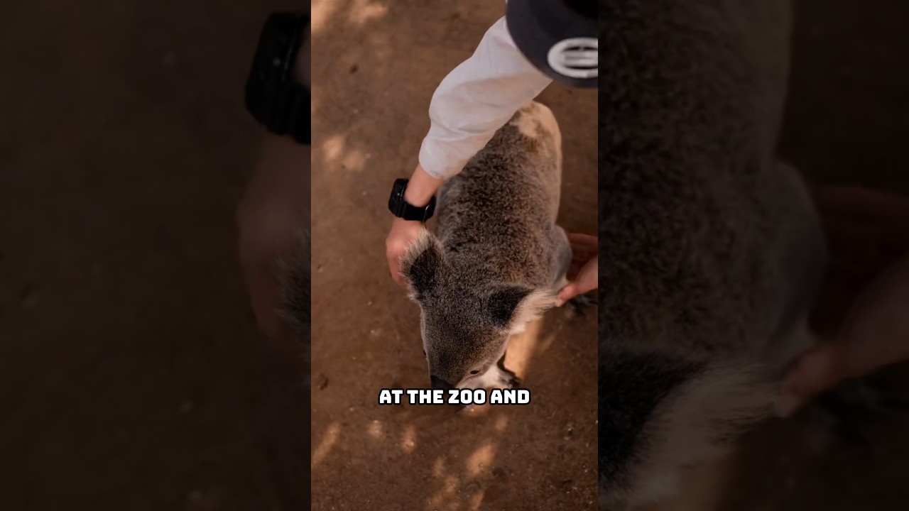 THEY STOLE ZOO ANIMALS!