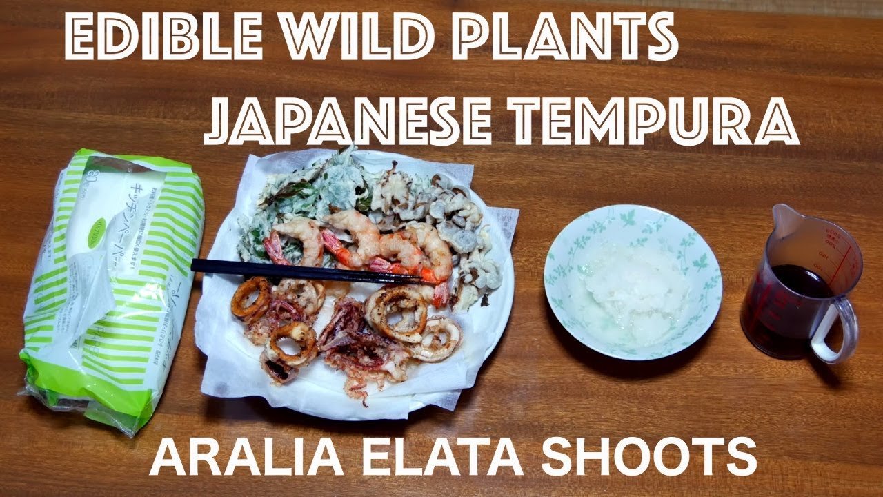 Foraging edible wild plants, Japanese cuisine, tempura fried Aralia shoots