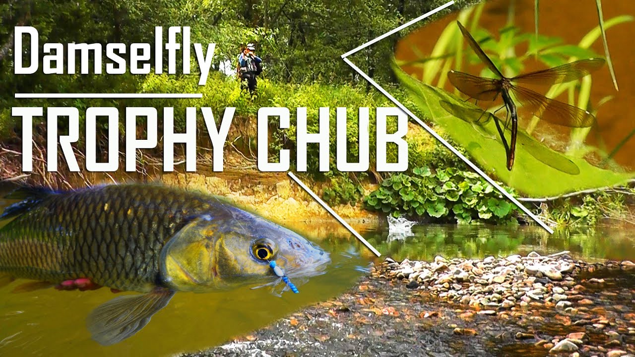 TROPHY CHUBS ON DAMSELFLY  |  FLYFISHING IN SLOVAKIA -flyfishing-slovakia.com #flyfishinginslovakia