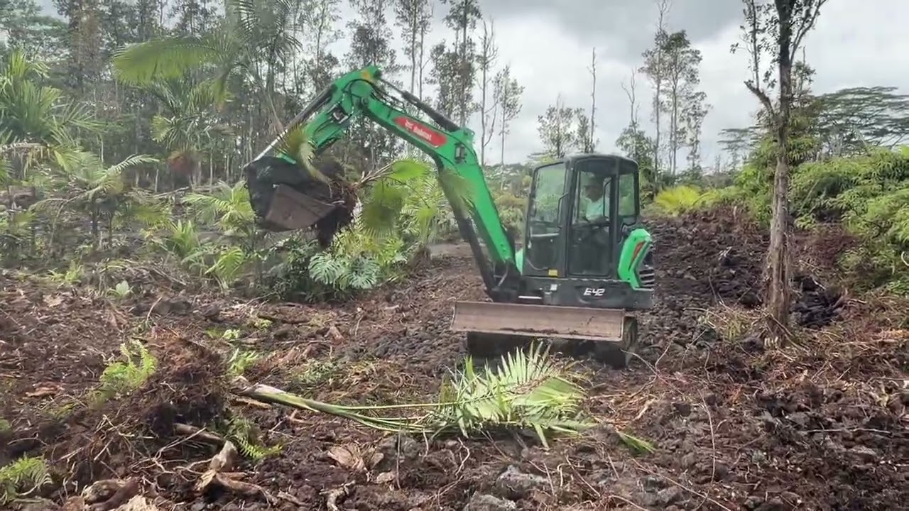 Moving the palms to their new home!!