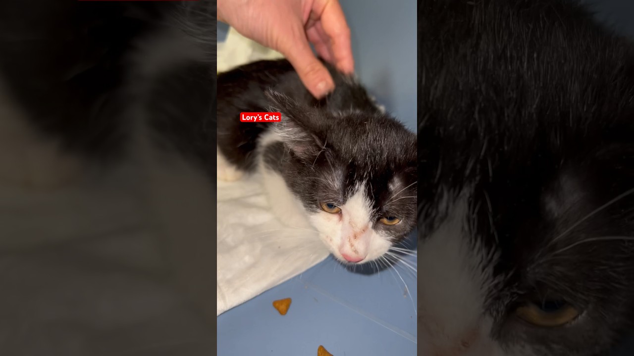 Feral Kitten Purring for the First Time 😍 #fosteringsaveslives #shorts