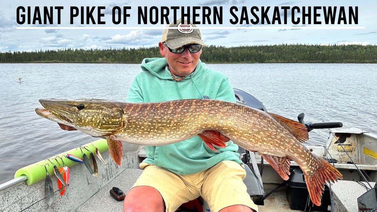 Giant Pike Of Northern Saskatchewan