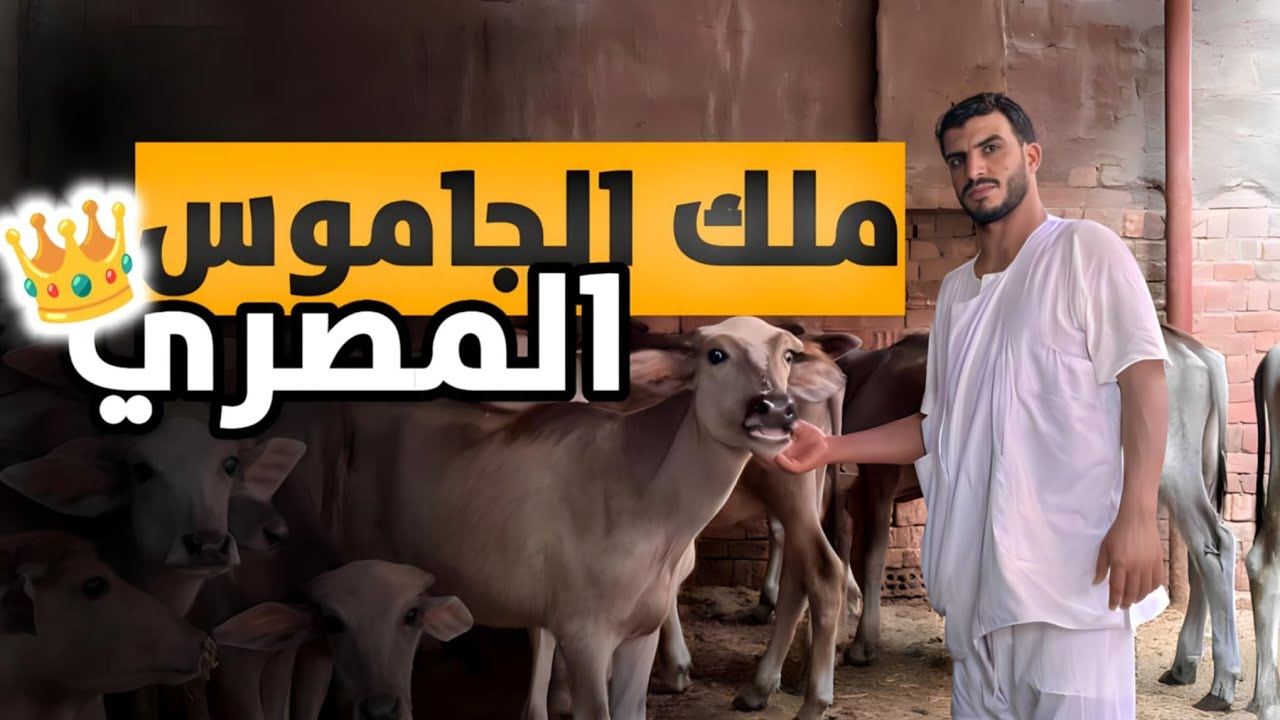 ابو الحج مش هيزعل حد ملك الجموس المنوفي المظبوط في جمهورية مصر العربية
