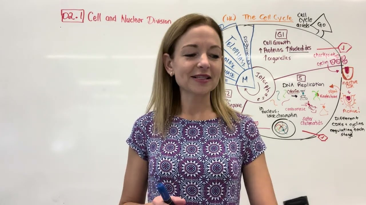 IB Biology Revision Video- D2 Continuity and Change of Cells