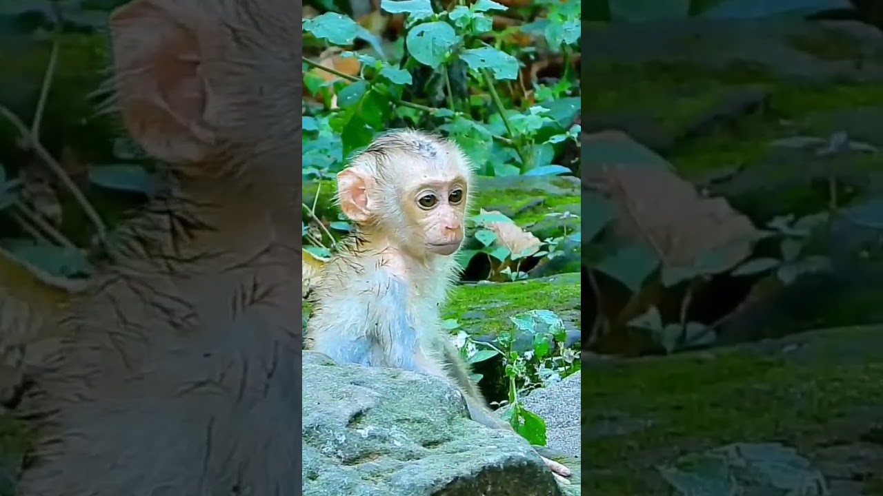 Pity Baby Monkey Lucie. #baby #monkey #minimonkey #viralvideo #shorts #0554