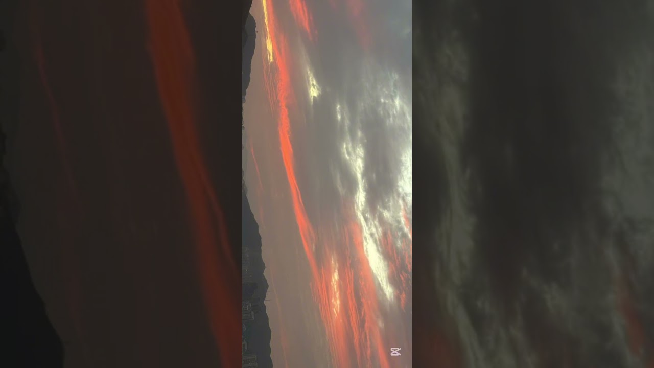 金毛